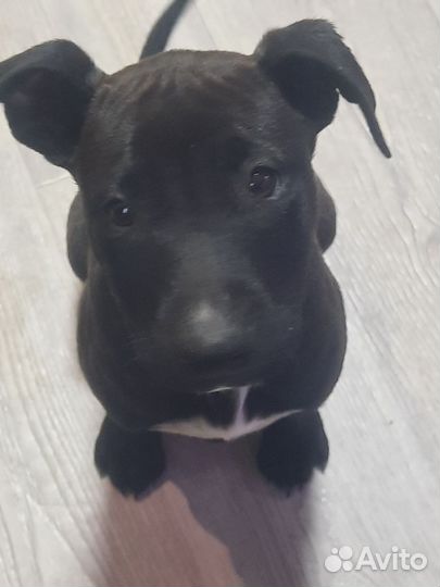 Щенки Питбуля