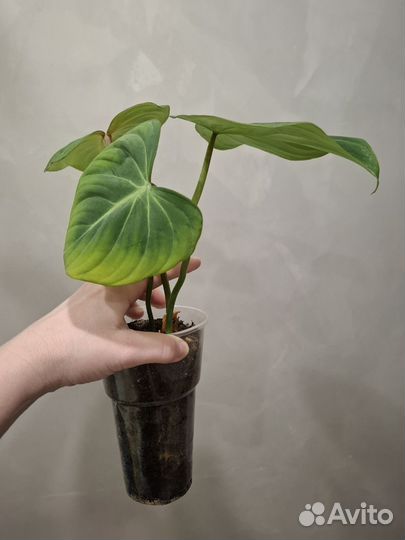 Филодендрон глориозум