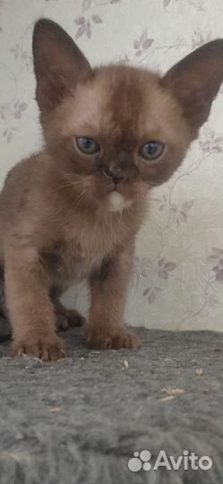 Бурманский котенок