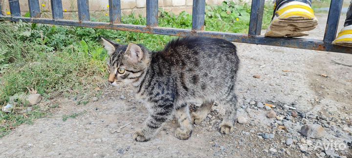 Котенок кот в добрые руки