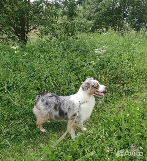 Щенки аусси