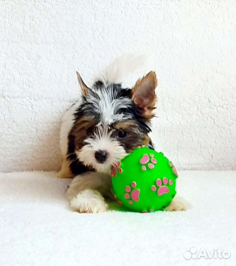 Щенки бивер