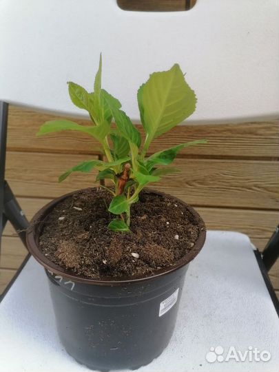 Гортензия меджик Кристал