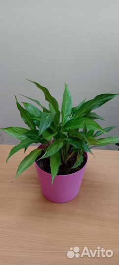 Комнатные цветы