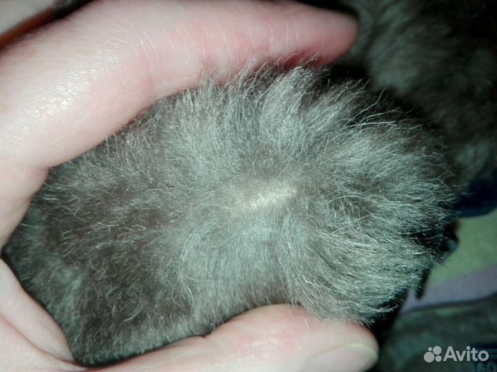 Ботинки зима 15 см(24р)