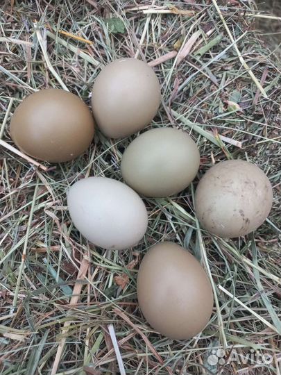 Инкубационное яйцо