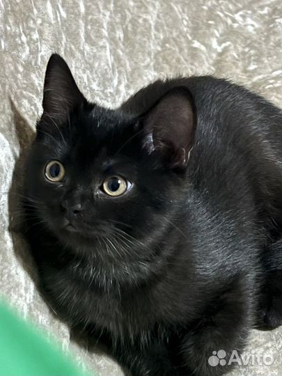 Бенгальская кошка