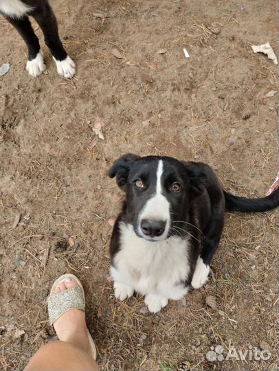 Щенки в добрые руки