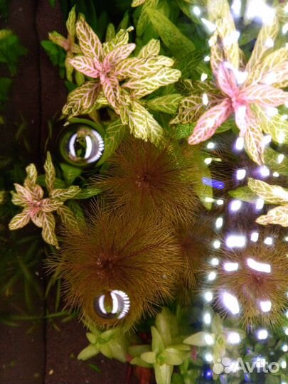 Растения в аквариум