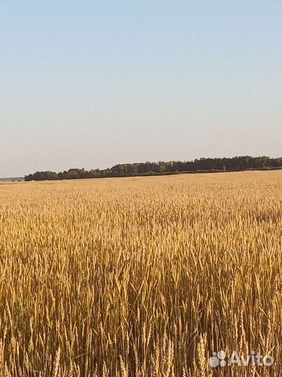 Зерно пшеница ячмень