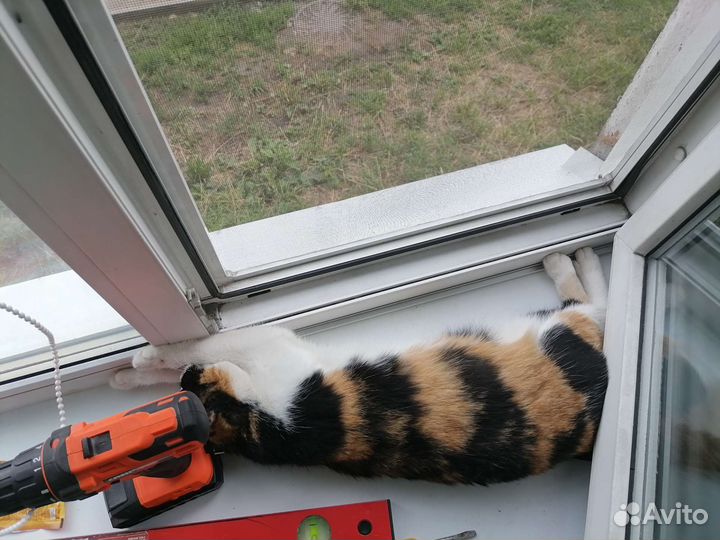 Кошечка в добрые руки