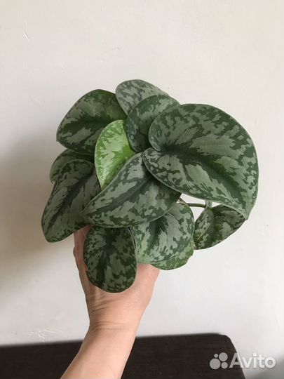 Синдапсус Экзотика, Марбл Квин