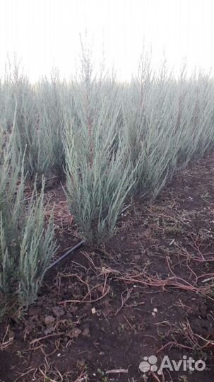 Можжевельник блю эрроу