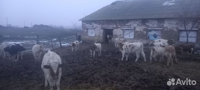 Бычки и тёлочки купить в Толбазах | Животные и зоотовары | Авито