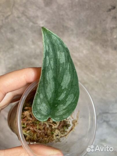 Сциндапсусы эпипремнумы