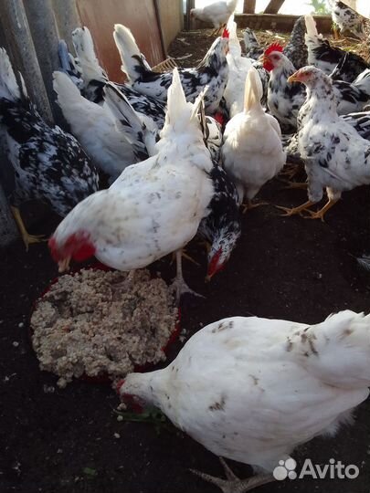Петухи леггорн далматинец