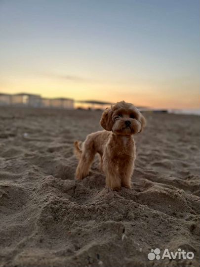 Щенок мальтипу f1