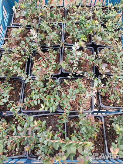 Клюква саженцы