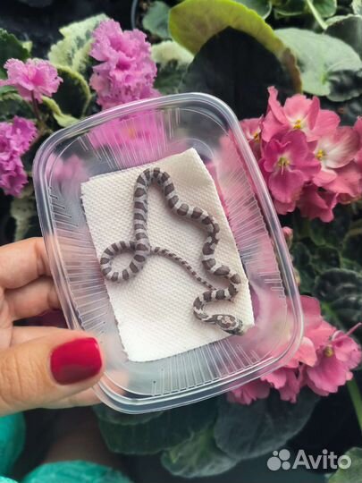 Маисовый полоз