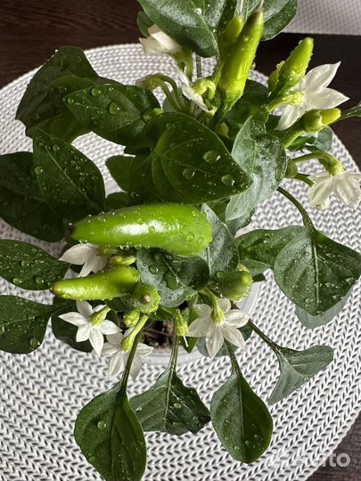 Перец комнатный острый мини Ивонна