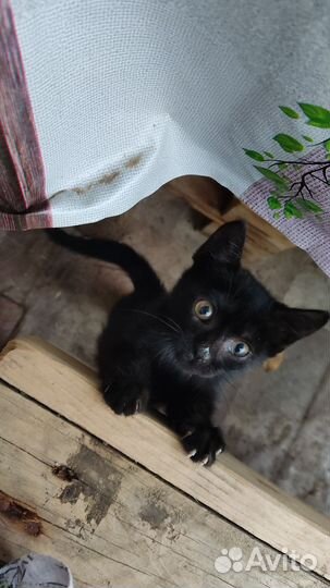Кошка