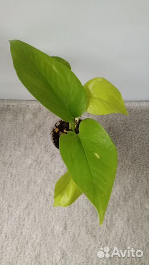 Эпипремнумы марбл квин, неон