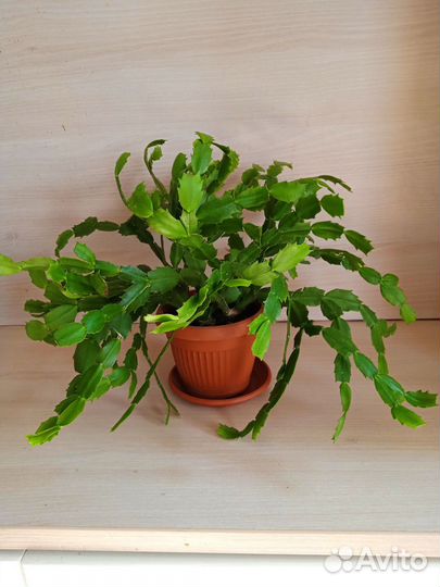 Декабрист шлюмбергера