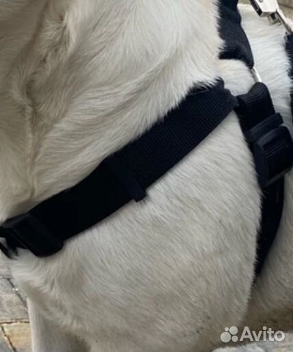 Шлейка для собаки средний и крупных пород