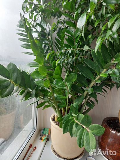 Комнатные растения Замиокулькас