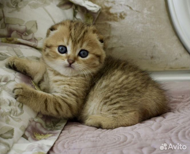 Шотландские котята