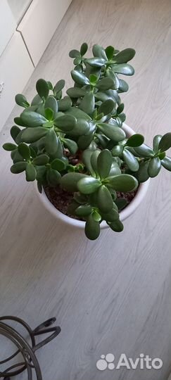 Денежное дерево (толстянка, крассула)
