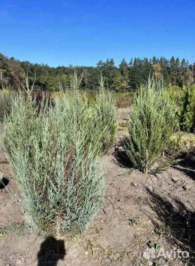 Можжевельник Блю Эрроу из питомника с доставкой