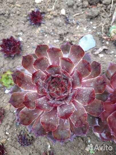 Суккуленты