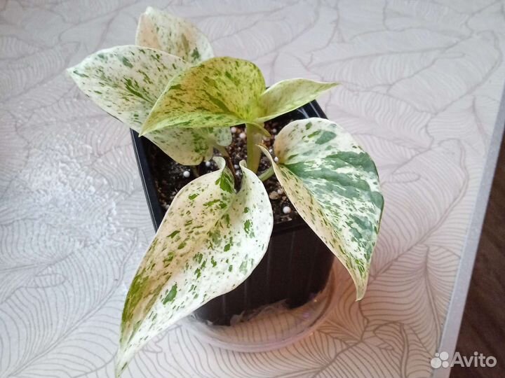 Комнатные растения цветы