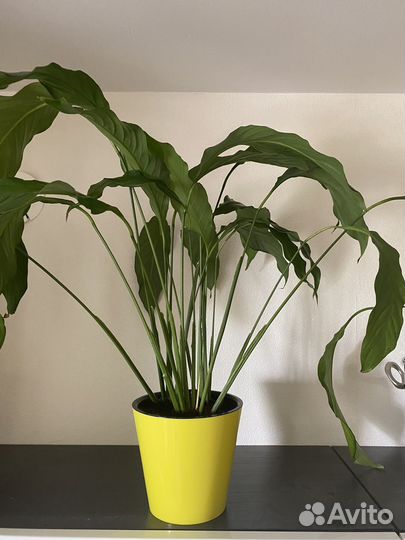 Спатифиллум