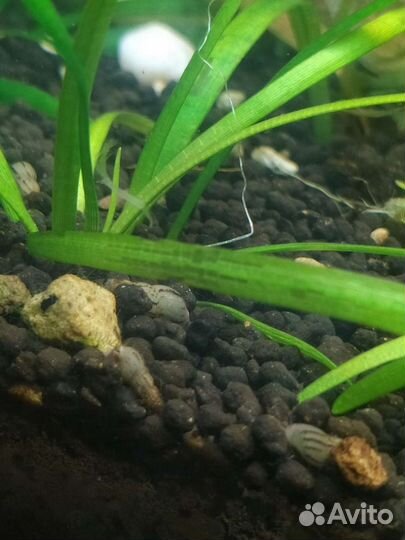 Улитки и растения аквариумные