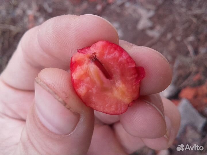 Крупноплодный садовый боярышник (взрослые саженцы)