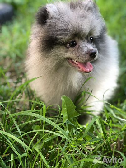 Щенки шпица