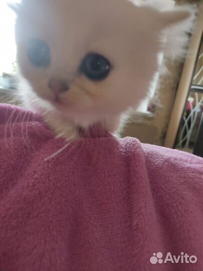 Малышка ищет семью