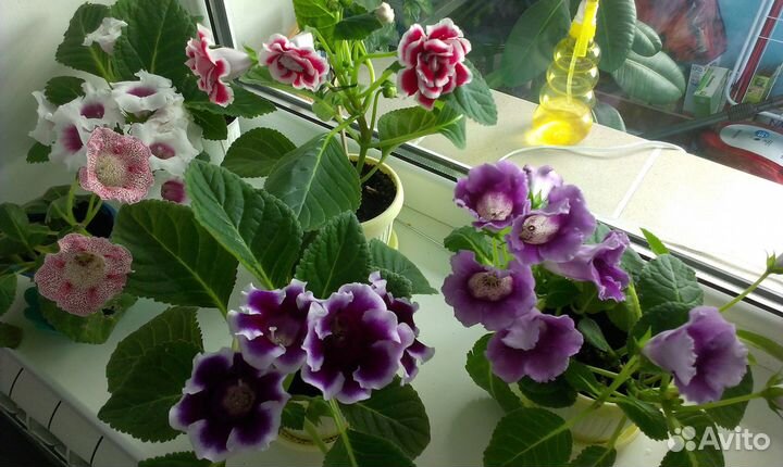 Глоксиния. Смесь сортов. Семена ручного опыления