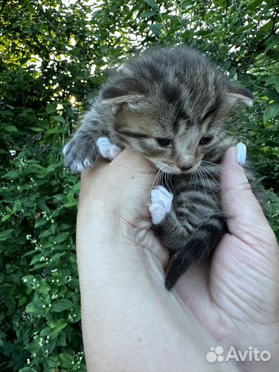 Котята крысоловы в добрые руки