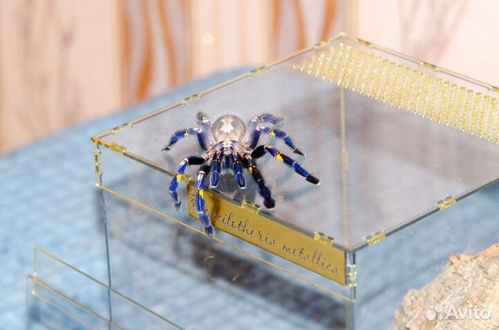 Пластиковые террариумы для пауков