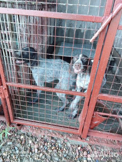 Продаю щенков