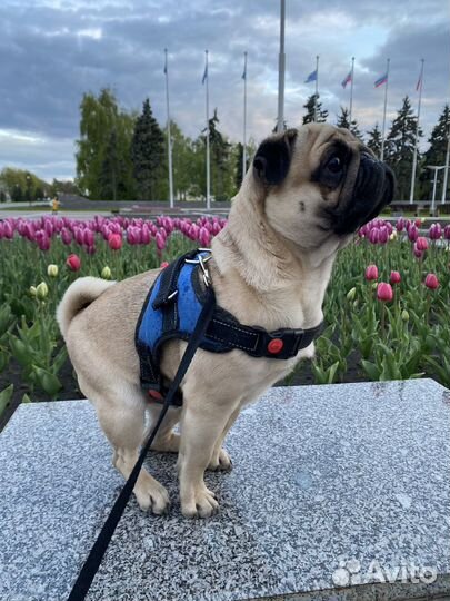 Мопс вязка мальчик