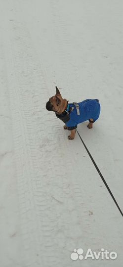 Тёплый комбинезон для собак размер L