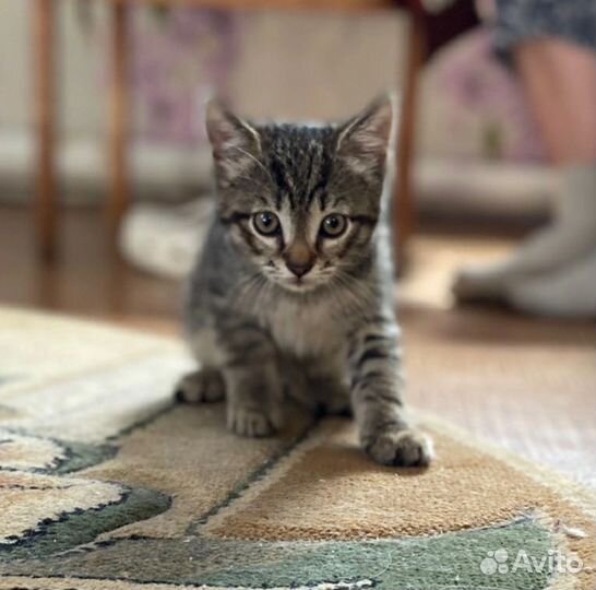 Котик в добрые руки