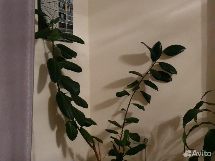 Стильные Комнатные цветы,а так же отростки