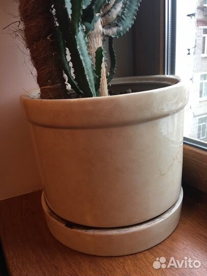 Молочай треугольный