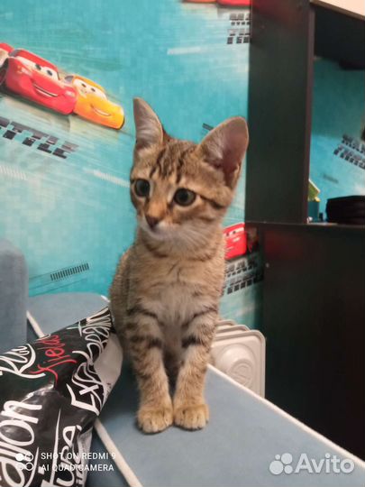 Кошка в дар