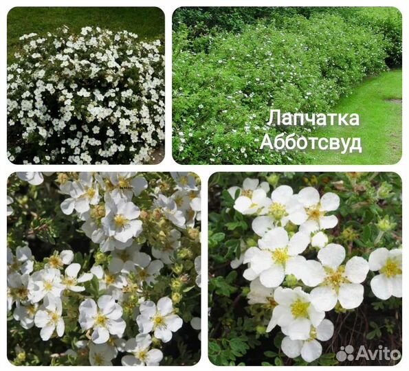 Лапчатка кустарниковая